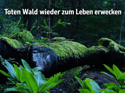 Toten Wald wieder zum Leben erwecken Toten Wald wieder zum Leben erwecken
